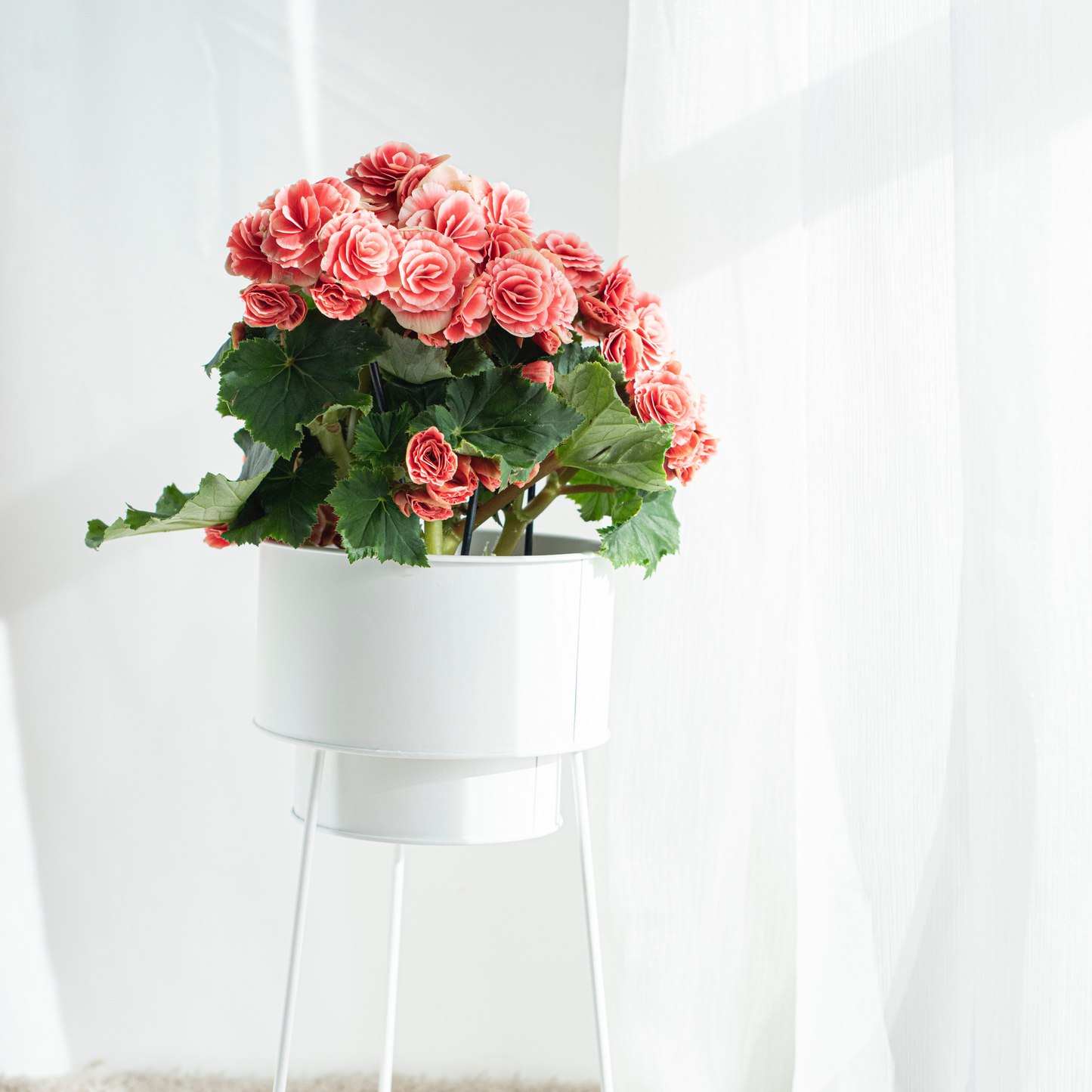 Specific Flowers